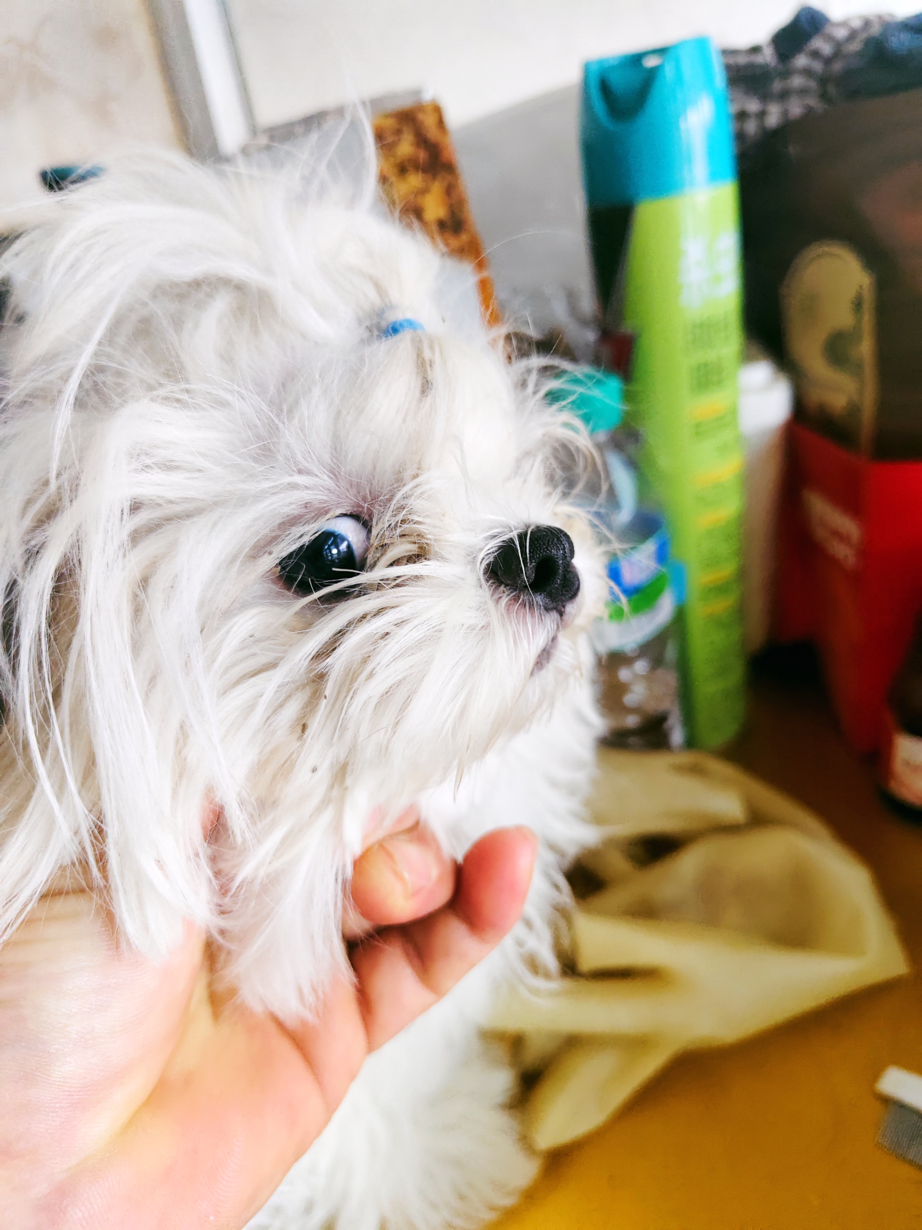 马尔济斯犬